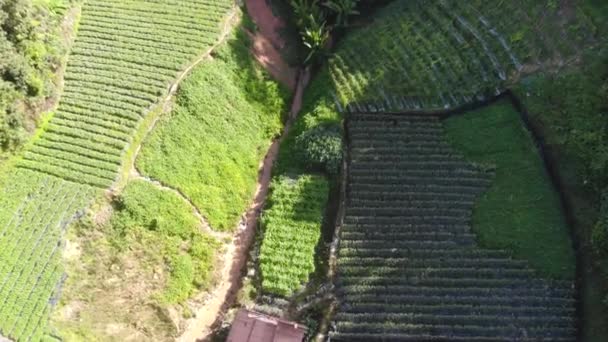 Drone Vista Bellissimi Campi Verdi Alberi Altopiani Andare Avanti — Video Stock