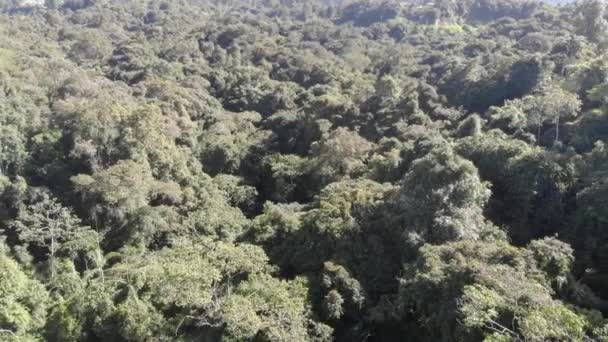 Вид Дрон Екзотичних Зелених Дерев Високогір Рухається Назад — стокове відео