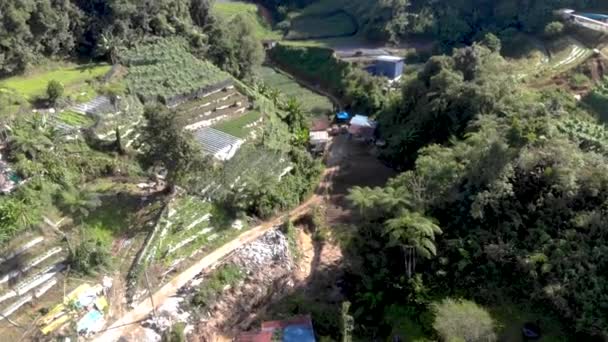 Evergreen Drone View Exotic Fields Malaysia Moving Forwards — Stock Video