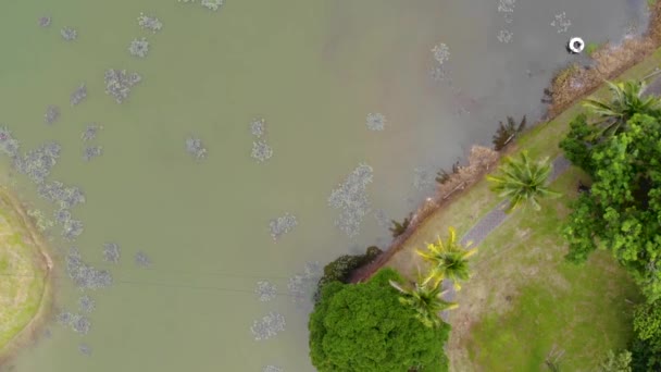 Κηφήνας Άποψη Της Καθαρής Λίμνης Γύρω Από Ξενοδοχείο Πράσινο Και — Αρχείο Βίντεο