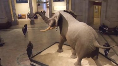 Elephant Exposed In Museum From Above - Slide - Right To Left