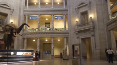 Elephant Exposed Near People In Museum - Pan - Right To Left