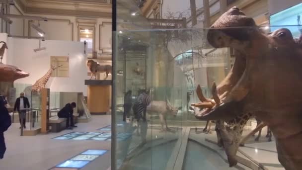 Dead Animals Exposed Museum People Pan Right Left — Stockvideo