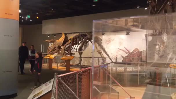Dinosaur Skeletons Exposed Museum Slide Right Left — Stockvideo