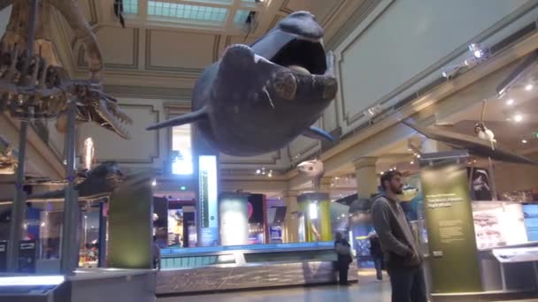 Dinosaurs Exposed Museum Pan Right Left — Vídeos de Stock