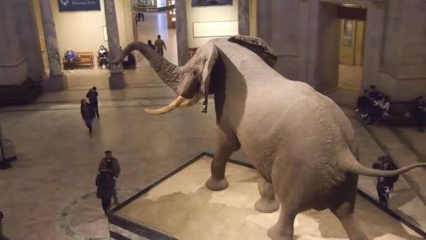 Elephant Exposed Museum Slide Right Left — Wideo stockowe