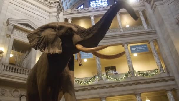 Elephant Exposed Museum Handheld — Vídeo de Stock