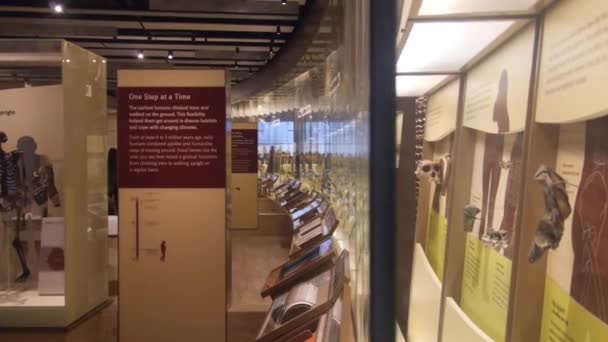 Museum Exposition Slide Right Left — Vídeo de Stock