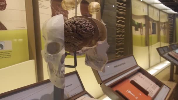 Open Skull Brain Museum Exposition Slide Left Right — Stock Video