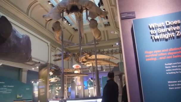 People Walking Dinosaurs Exposed Museum Static — Stok video