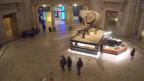 People Watching Elephant Exposed Museum Static — стоковое видео