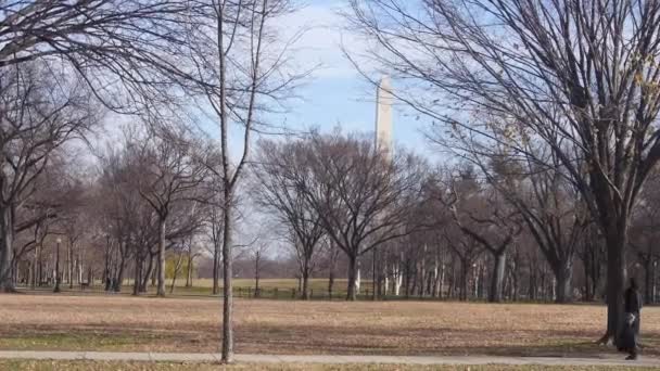 Person Walking Dry Trees Park Static — Stockvideo