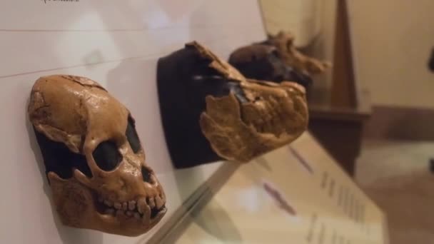Skulls Exposed Museum Slide Left Right — Vídeos de Stock