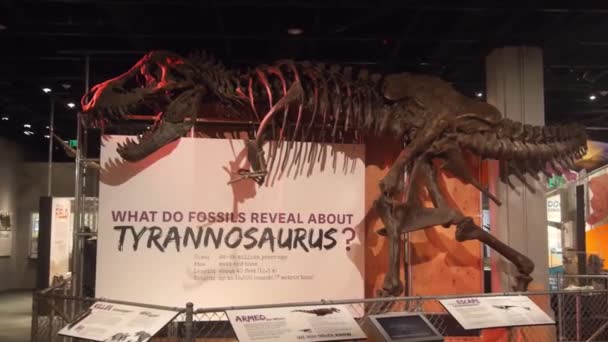 Tyrannosaurus Skeleton Exposed Museum Static — Stok video