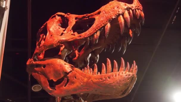 Tyrannosaurus Skull Exposed Museum Slide Left Right — 图库视频影像