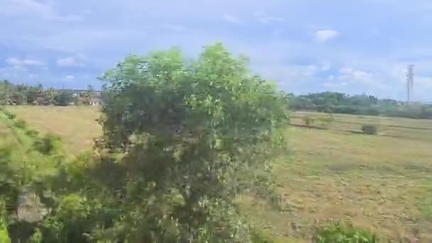 移動列車からの緑のフィールドヤシの木の素晴らしい景色 — ストック動画