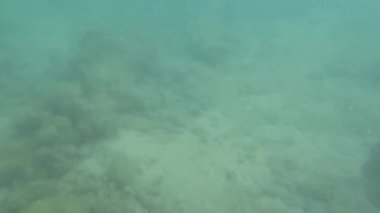 Kristal berrak okyanus suyunun yüzeyinden görünen balıklar.