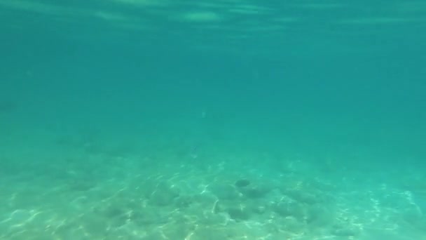 Wasserfische Und Ein Schöner Blick Auf Die Unterwasserwelt — Stockvideo