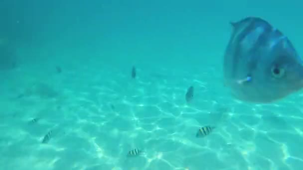 Bunte Fischschwärme Schwimmen Unter Wasser — Stockvideo