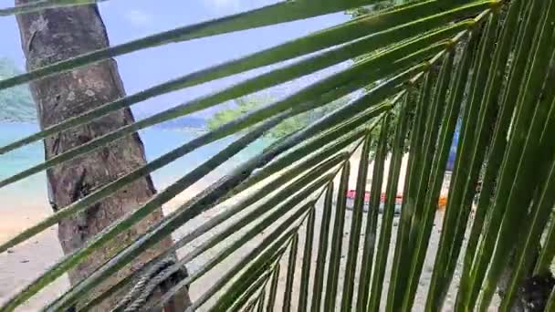 Вид Тропические Деревья Зелени Красивом Берегу Моря — стоковое видео