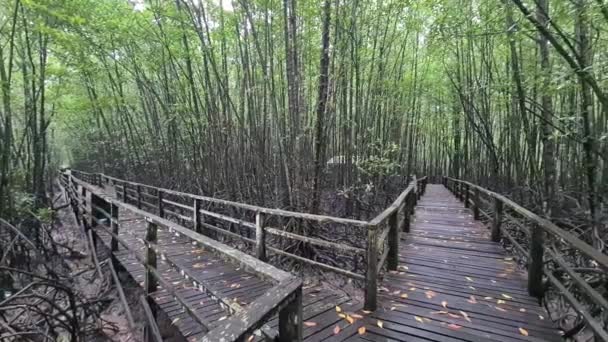 Деревянный Мост Густом Зеленом Лесу — стоковое видео