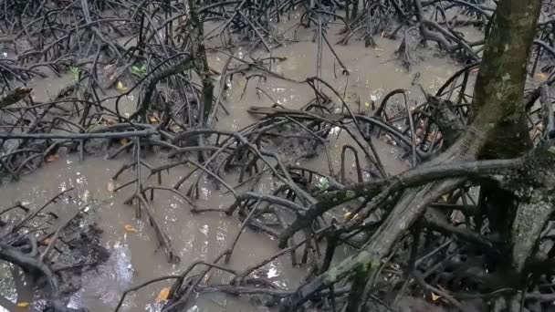 Yoğun Bir Sulak Alandaki Kuru Kahverengi Ağaçların Görüntüsü — Stok video