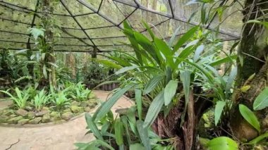 Kota Kinabalu Park Malezya 'daki yeşil bitki ve ağaçların nefes kesici manzarası