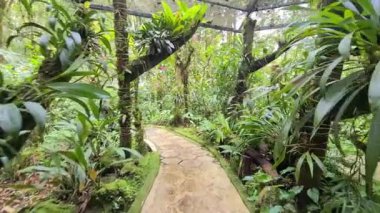 Yeşillik dolu güzel ormanlar arasında cennetten bir manzara.