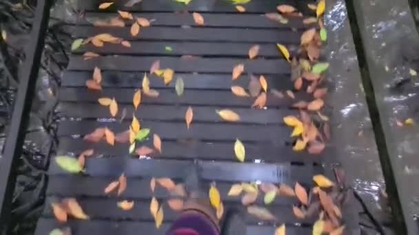 Egy Férfi Sétál Hídon Gyönyörű Őszi Levelekkel Borítva — Stock videók