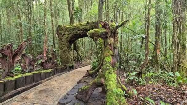 Csodálatos Kilátás Trópusi Boltíves Bejárat Közelben Gyönyörű Növényzet Fák — Stock videók
