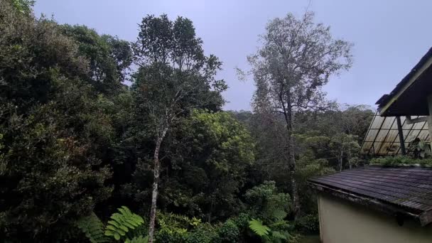Increíble Vista Vegetación Tropical Fuera Resort Malasia — Vídeos de Stock
