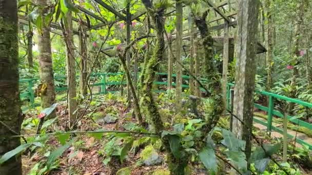 マレーシアの植物園のような緑の熱帯林の絶妙な景色 — ストック動画