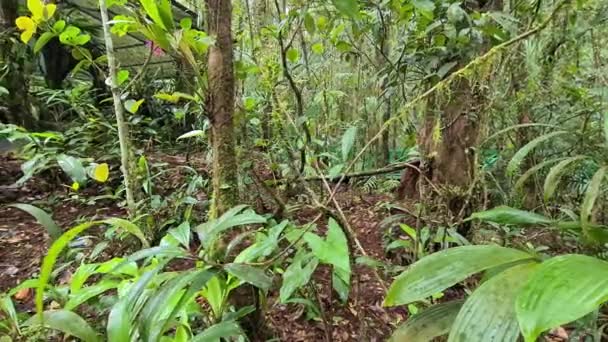マレーシアの植物園のようなさわやかな緑の熱帯林の眺め — ストック動画