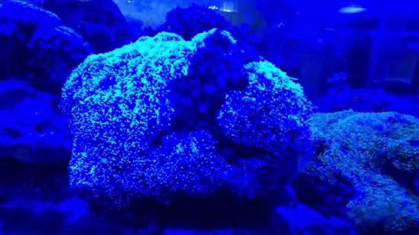 像水族馆里的植物一样令人惊奇的水生珊瑚 — 图库视频影像