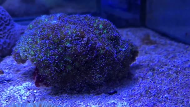 Coral Aquático Como Planta Aquário — Vídeo de Stock