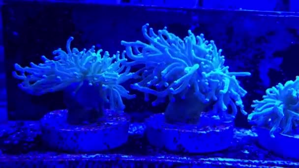 Corales Acuáticos Movimiento Dentro Acuario — Vídeos de Stock