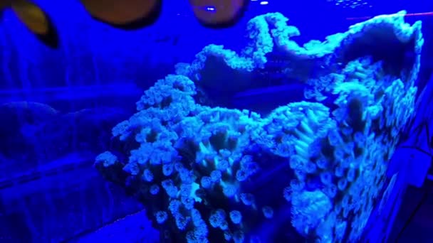 Akvaryumun Içinde Mercan Yakınında Yüzen Palyaço Balığı — Stok video