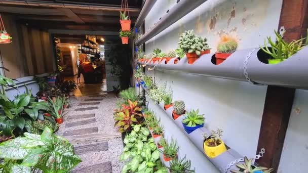 热带新鲜植物装饰在入口道上 — 图库视频影像
