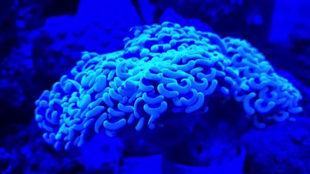 Κάτω Από Υδάτινα Κοράλλια Μέσα Ένα Ενυδρείο — Αρχείο Βίντεο