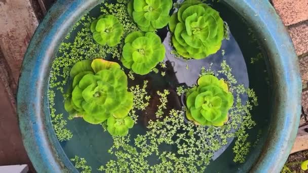 水中美丽的绿色植物 — 图库视频影像