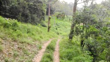 Yeşilliğin yakınındaki güzel bir tropik düzlüğün inanılmaz hava manzarası.