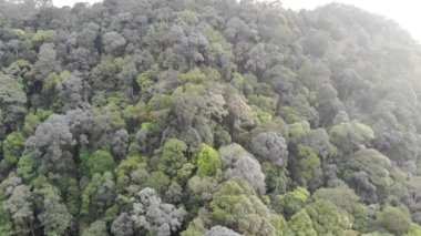 Batu mağaralarının ormanlık alanındaki yeşilliğin kuş bakışı görüntüsü