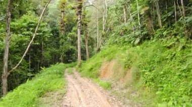 Ormandaki güzel bir yolda kuru yaprakların drone görüntüsü