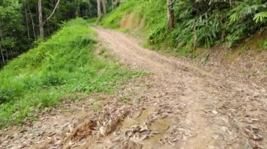 Yeşil ağaçlar ve dağlarla çevrili güzel bir yoldaki kuru yaprakların drone görüntüsü