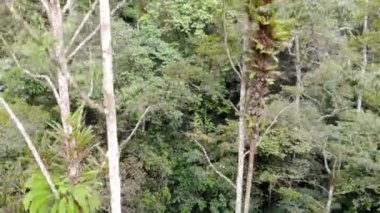 Güzel tropikal ormanlık alanda aşağı doğru hareket eden yeşil ağaçların drone görüntüsü