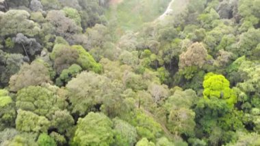 Tropikal bir ormandaki yeşilliğin insansız hava aracı görüntüsü