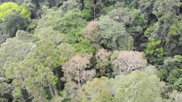 バトゥ洞窟のゴムバックの森の熱帯雨林の空中映像 ストック動画