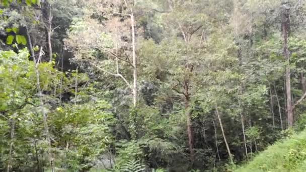 Visita Aerea Alberi Densi Una Bella Foresta Tropicale Andando Avanti — Video Stock