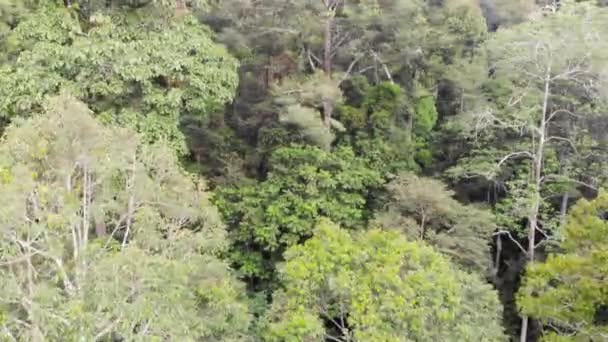 Vista Aerea Alberi Verdi Tropicali Nella Foresta Pluviale Malese — Video Stock