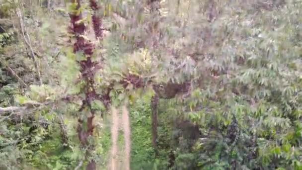 Letecký Pohled Lesy Bohaté Zeleň Jeskyních Batu — Stock video